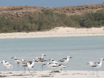 Crab-plovers.jpg