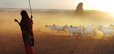 goat-herder385_400757a.jpg