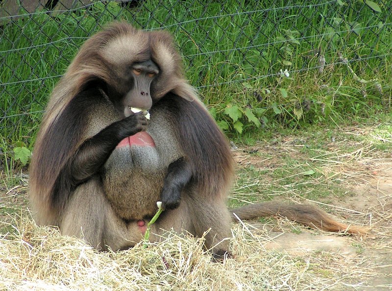 Gelada_Baboon_male.jpg